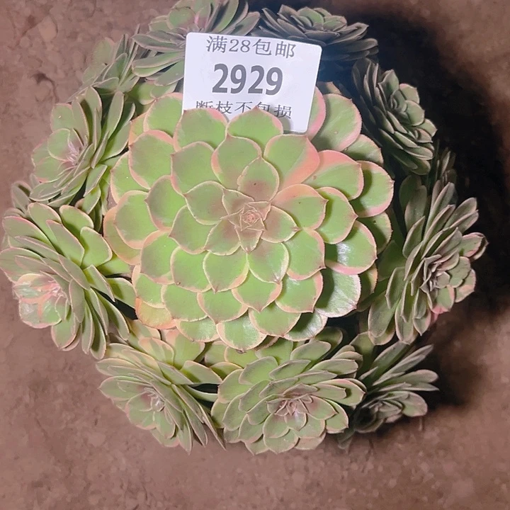 2929粉花妖多肉植物