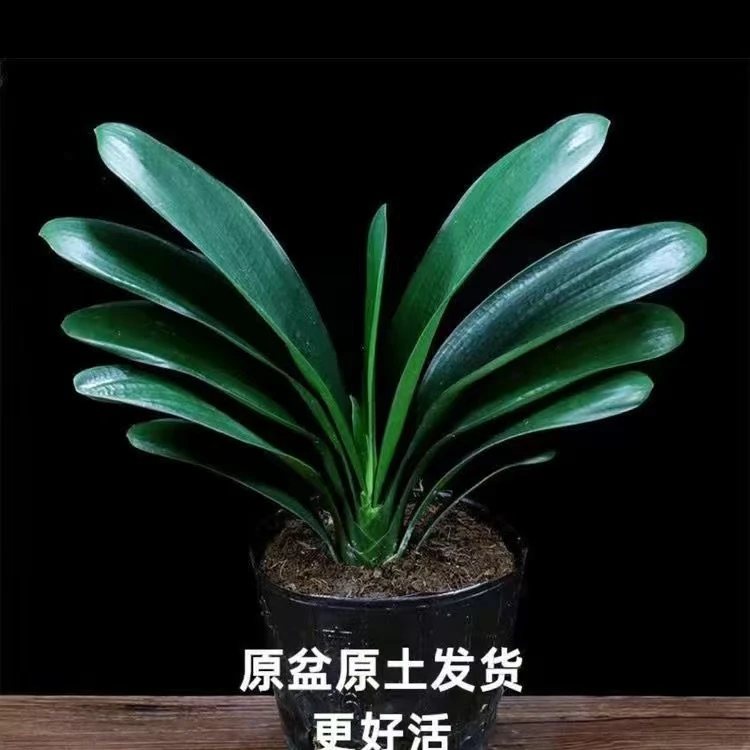 【5-7】君子兰盆栽名贵花卉四季常青好养易活适合室内阳台