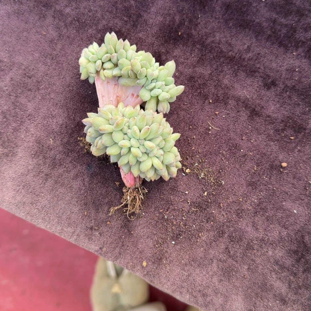 柠***水两颗星影缀化一起一物一拍