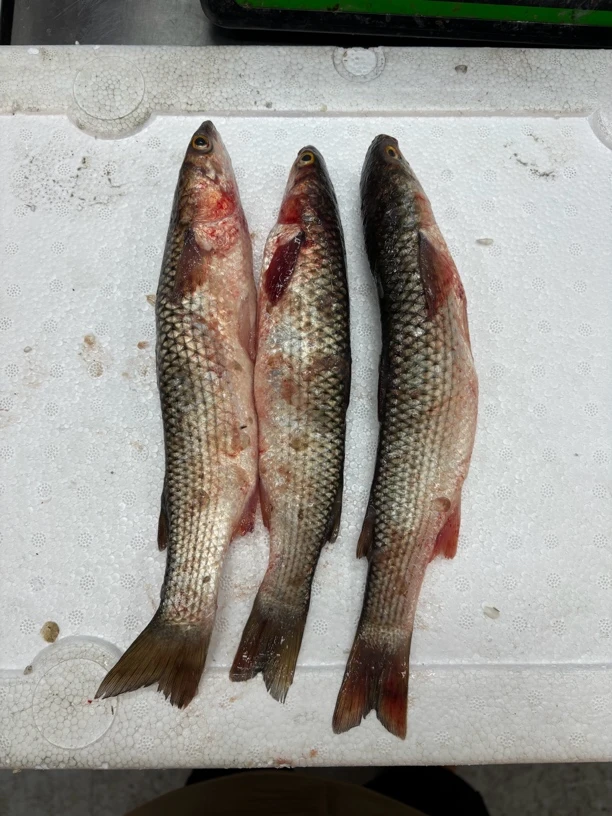 大连梭鱼 净重4斤 4斤10条左右 顺丰包邮