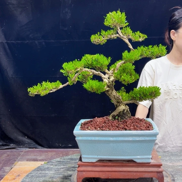 无花朵黄杨盆景四季常绿