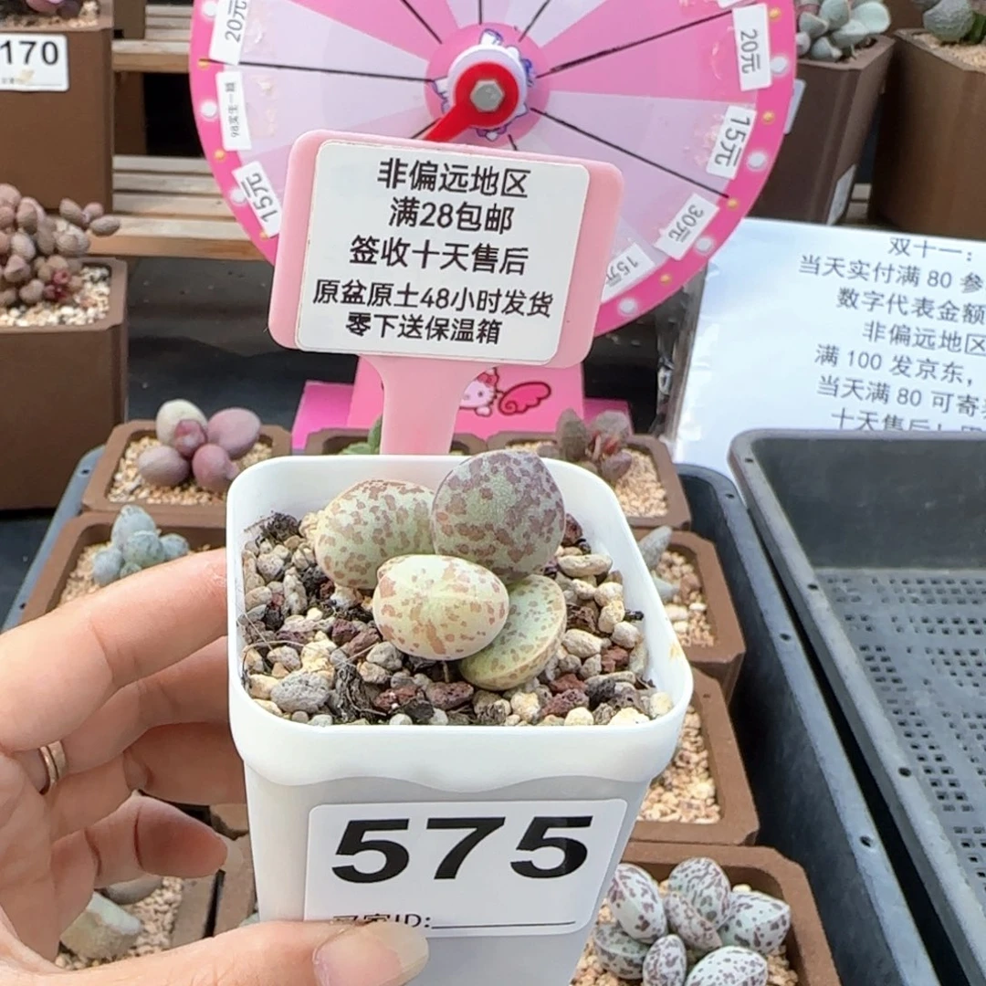 575花旦季节锦多肉植物