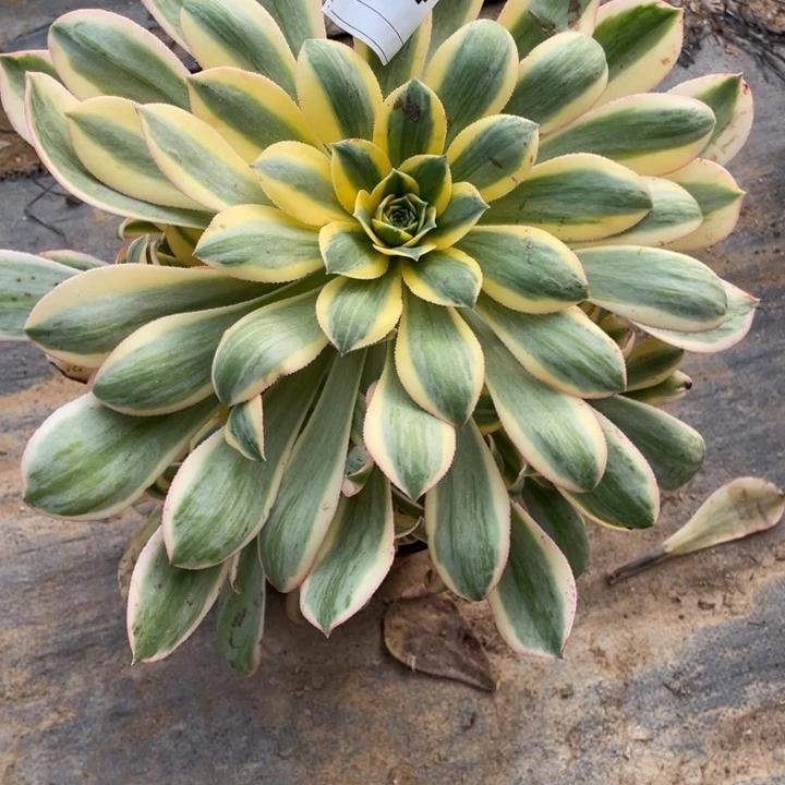 多肉灿烂法师964