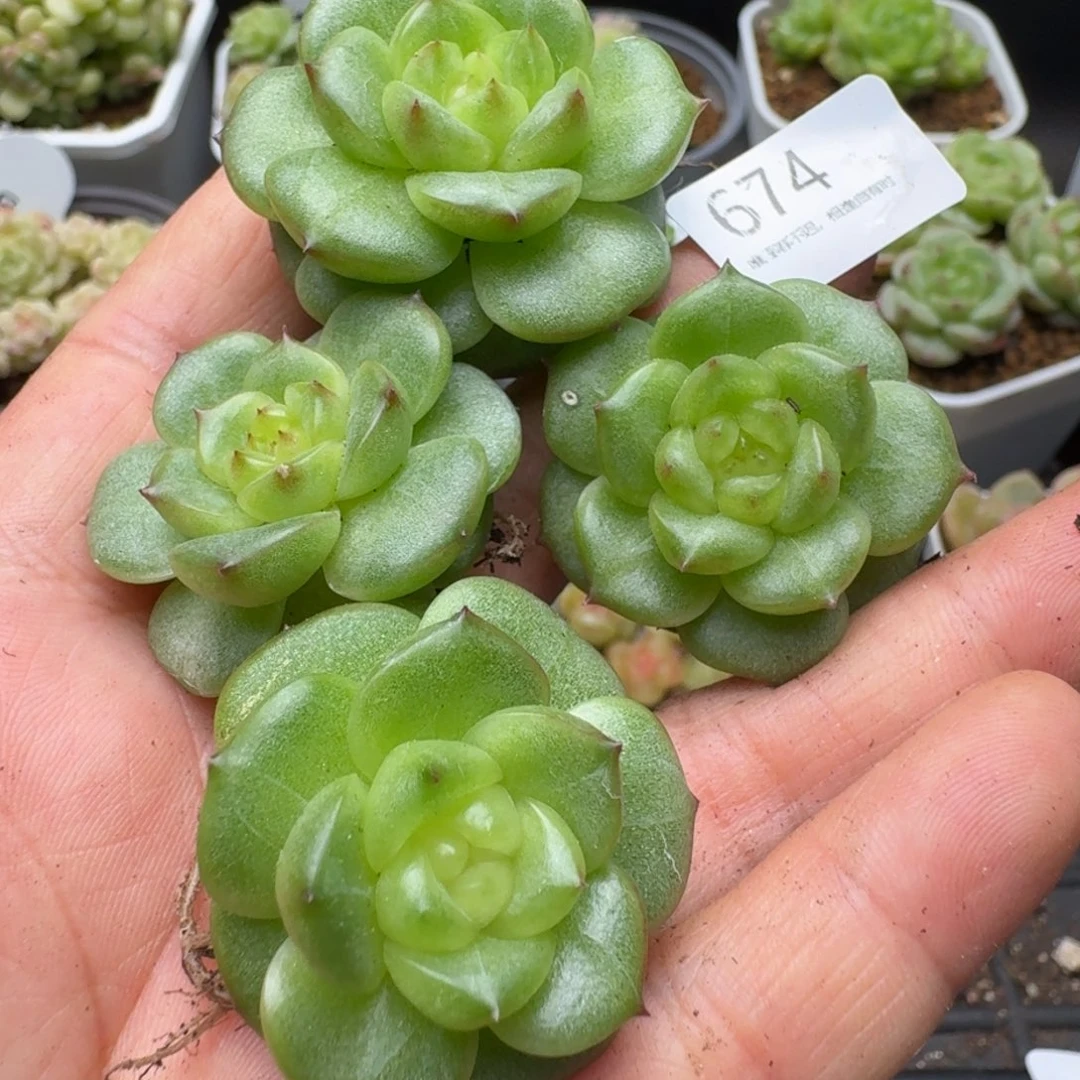 一物一拍一盒-509-674