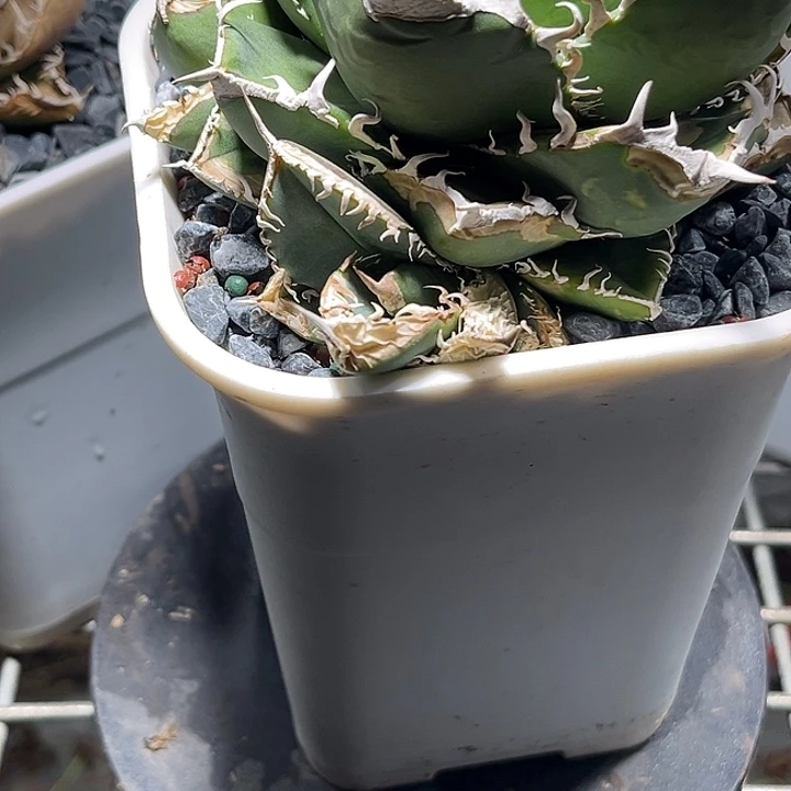 无花朵龙舌兰仁王冠立可白