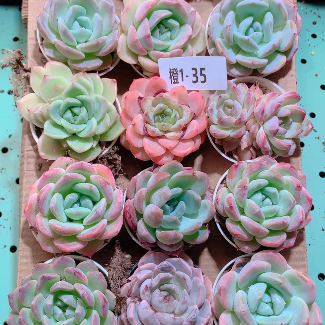 1-35一物一拍带盆18颗