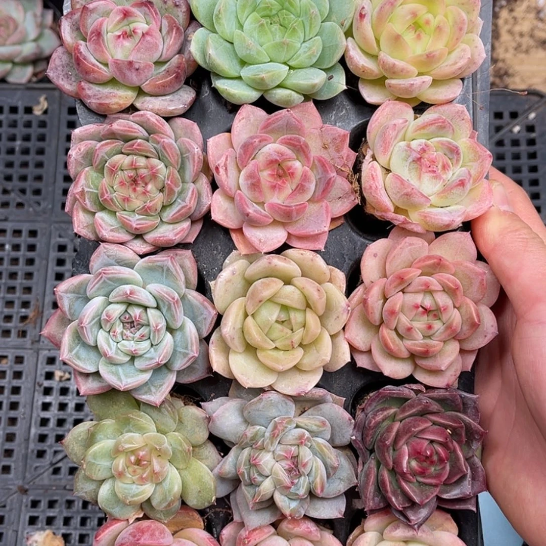 多肉一物一拍26-175