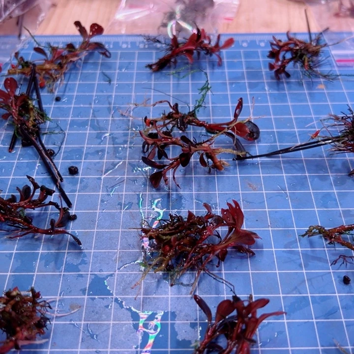 辣椒榕草堂圆福利来了