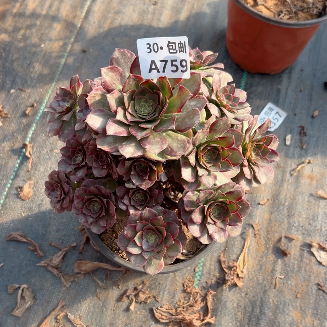 759处理瑕疵火狐多肉不包断枝