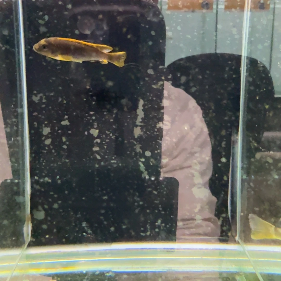 慈鲷818红鸡。
