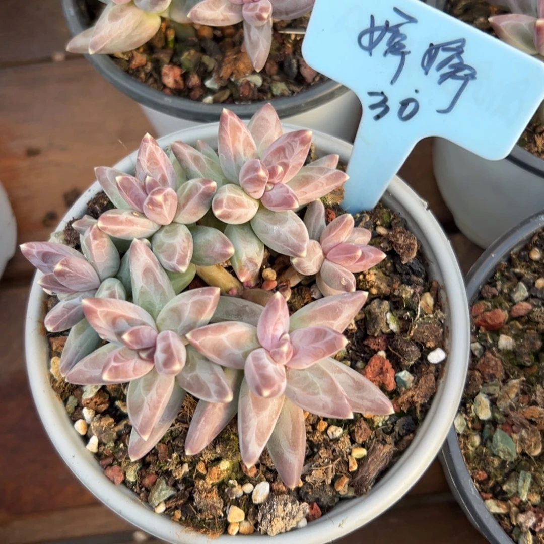 *****凤羽11111111111111