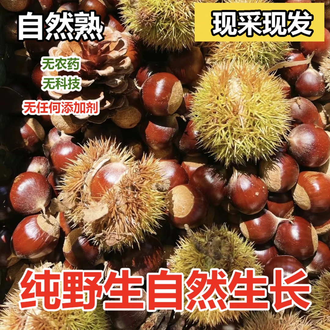 恩施高山富硒野生新鲜板栗毛栗生吃脆甜熟吃粉糯易剥皮【坏果包赔】