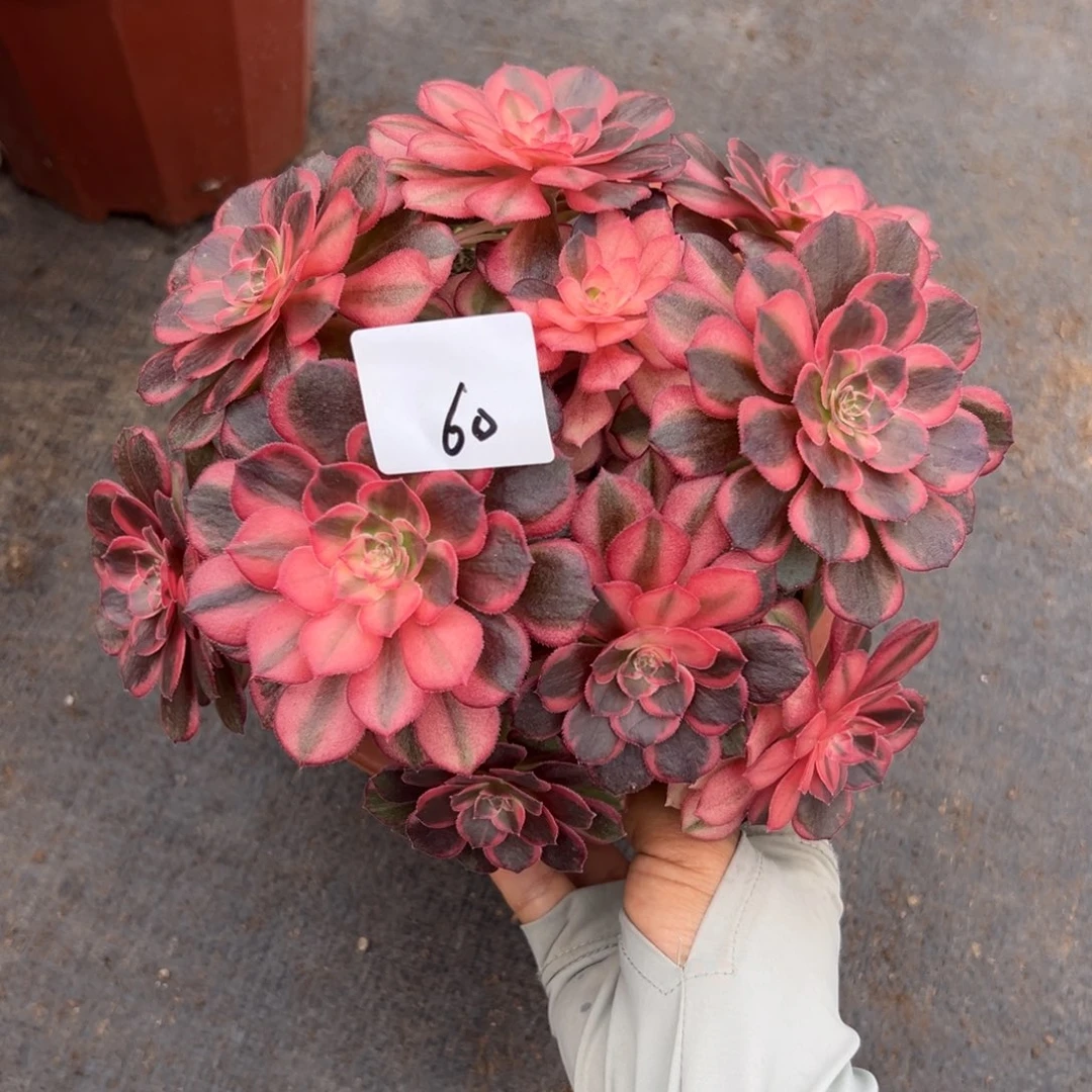 60黑魔锦多肉植物系