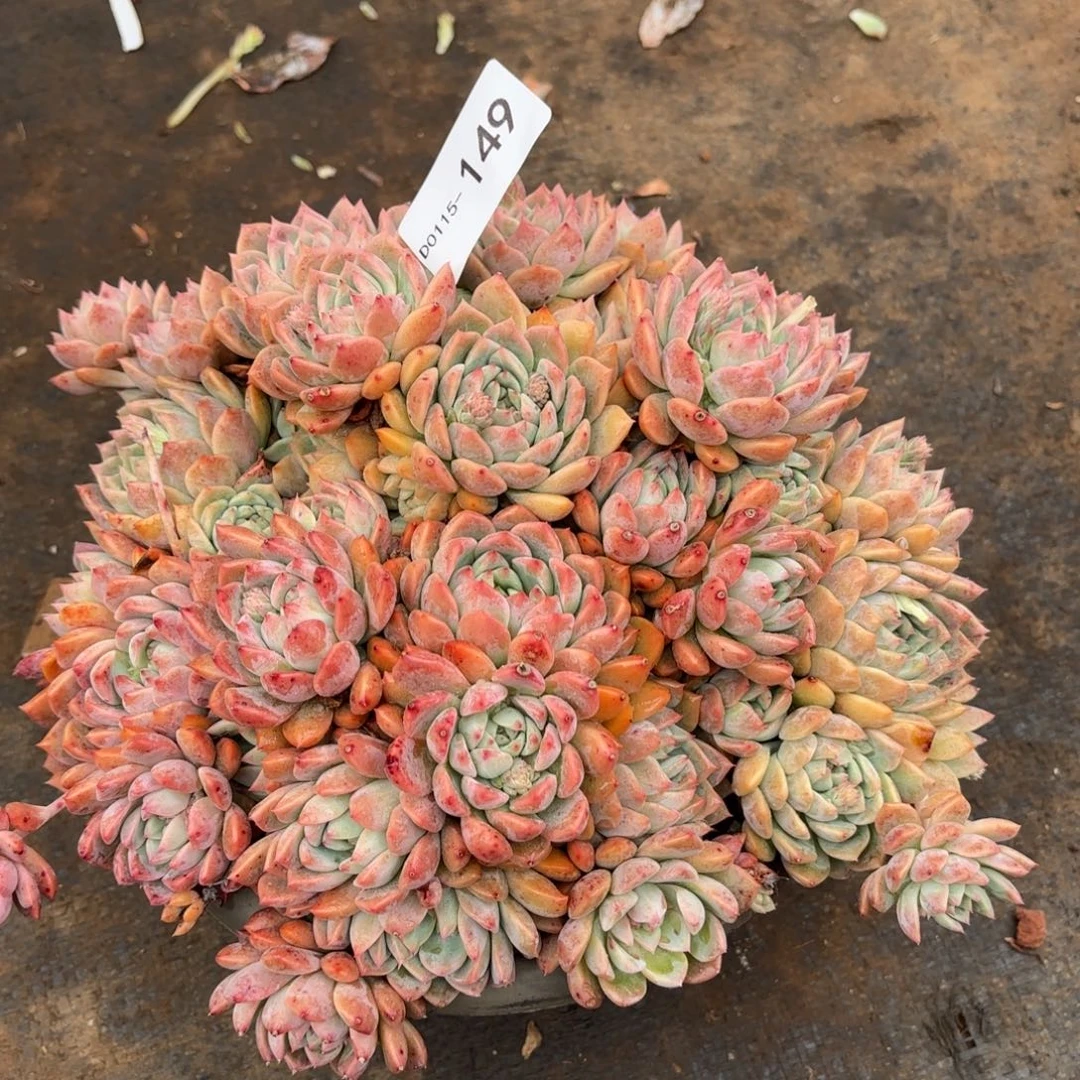 同温层多肉霜花149