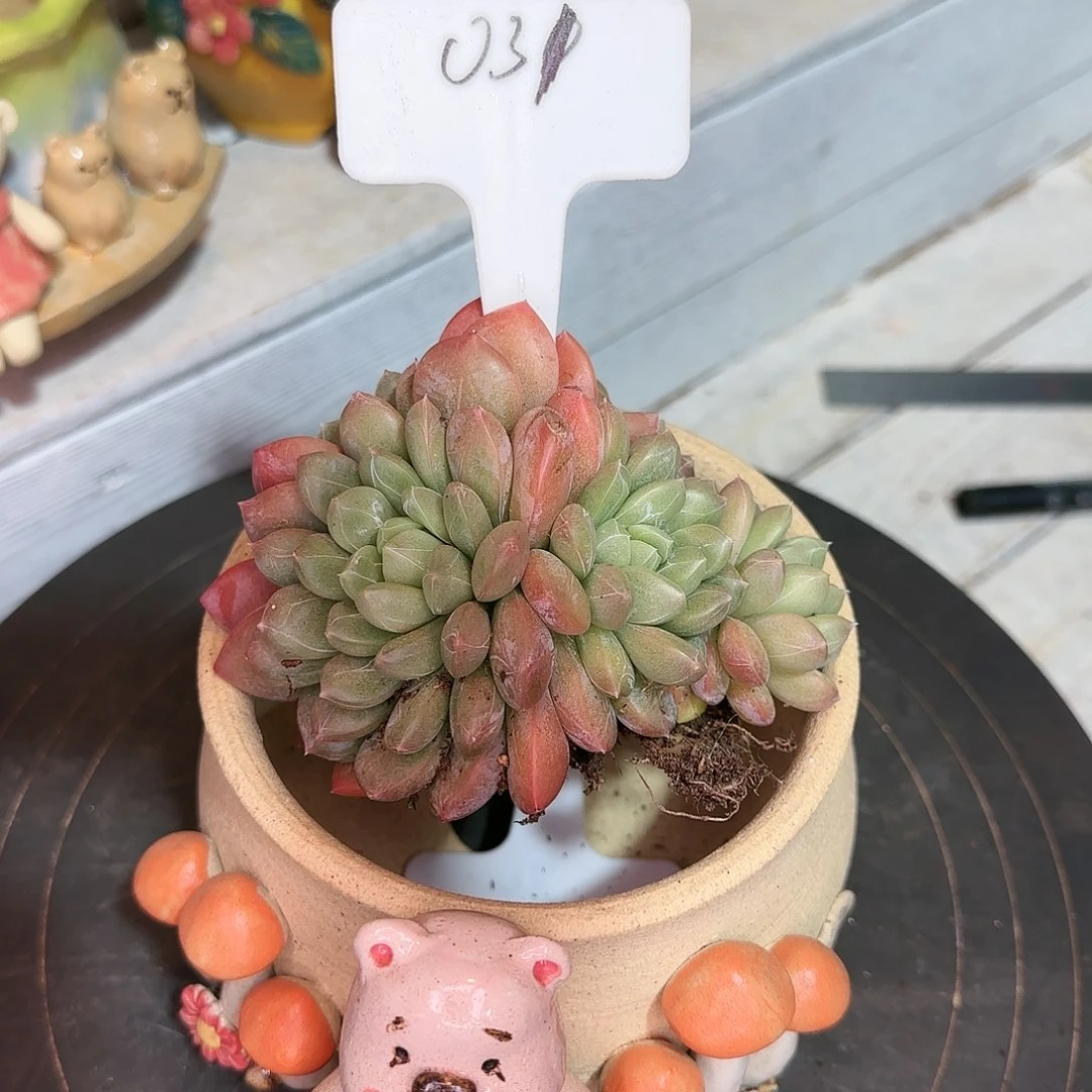 ~**哒美美哒，百达翡丽48       肉