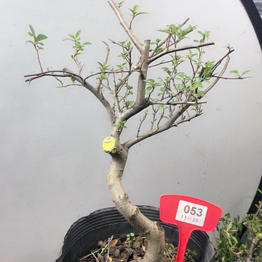 【闪购商品】无花朵053