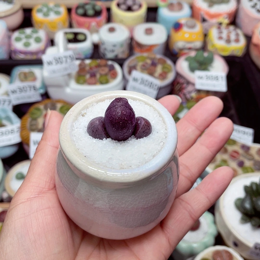 w3100 -零下地区拍保温箱-15支持寄养