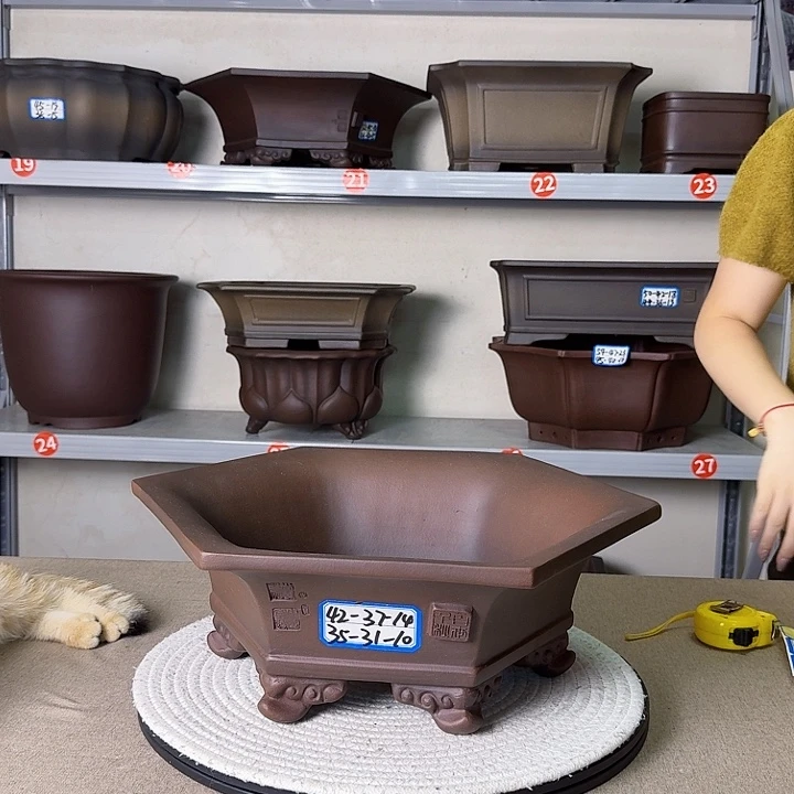 紫砂花盆紫砂花开