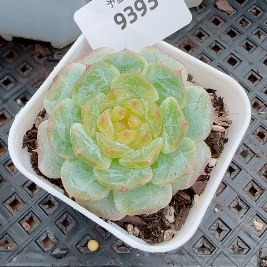 金盏，9393多肉植物