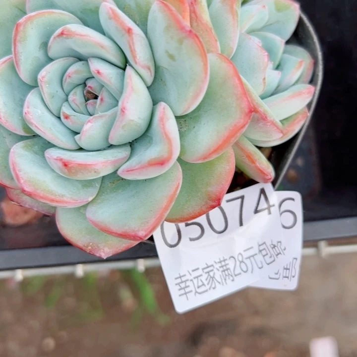 幸运的是你还没遇到那个