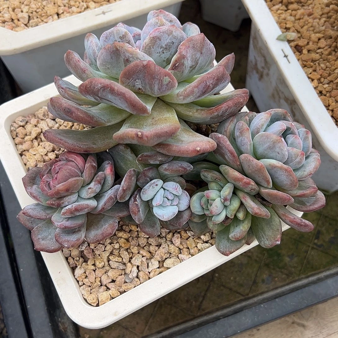 你***毛脚毛专拍石榴籽星影石化锦