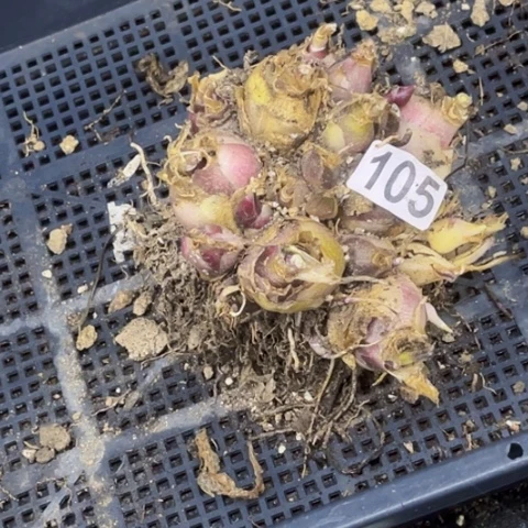 105油点百合一筐量拍如图