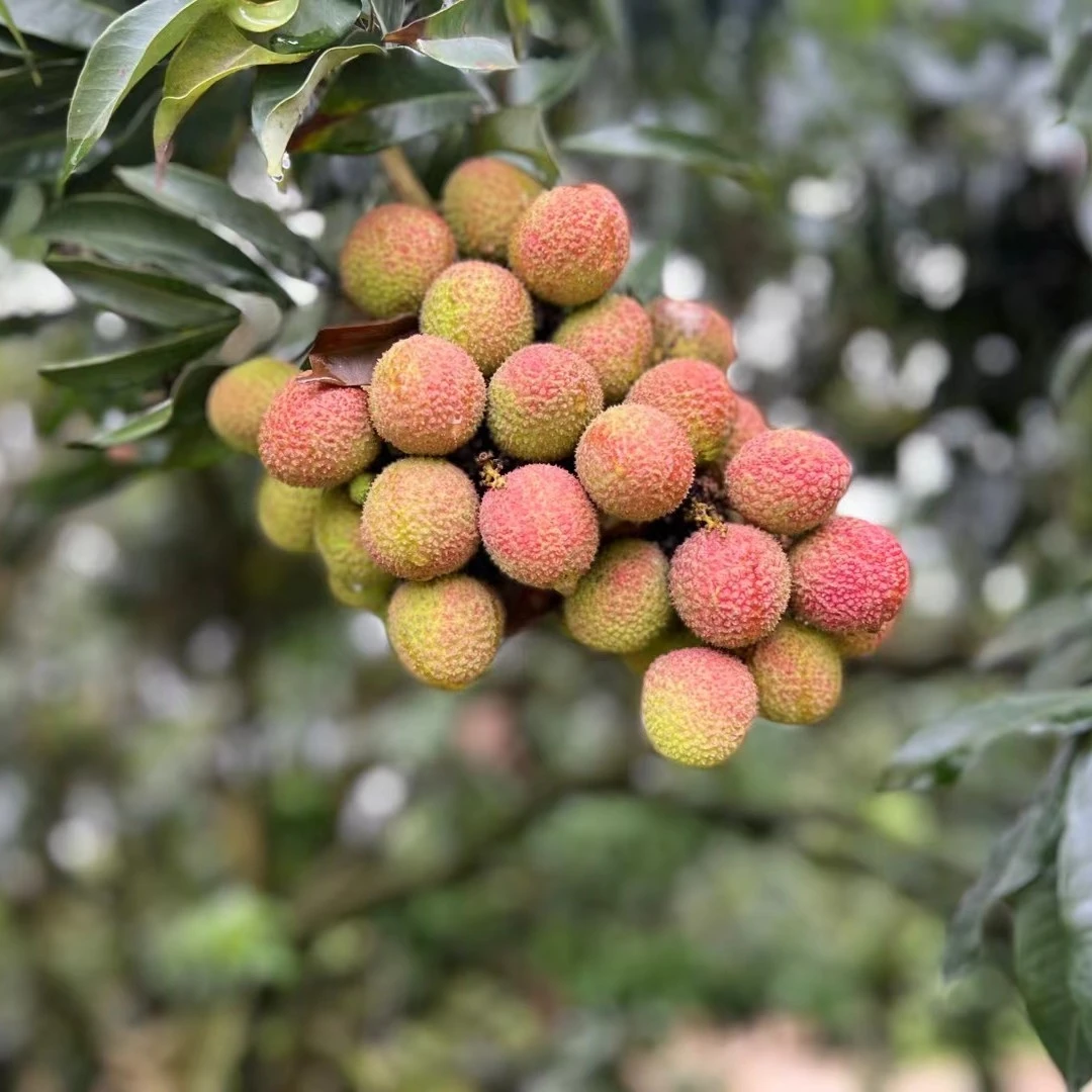 深圳南山荔枝妃子笑十斤装（广东省内下单）