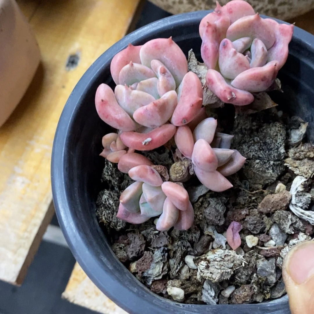 精品多肉一物一拍不包整220
