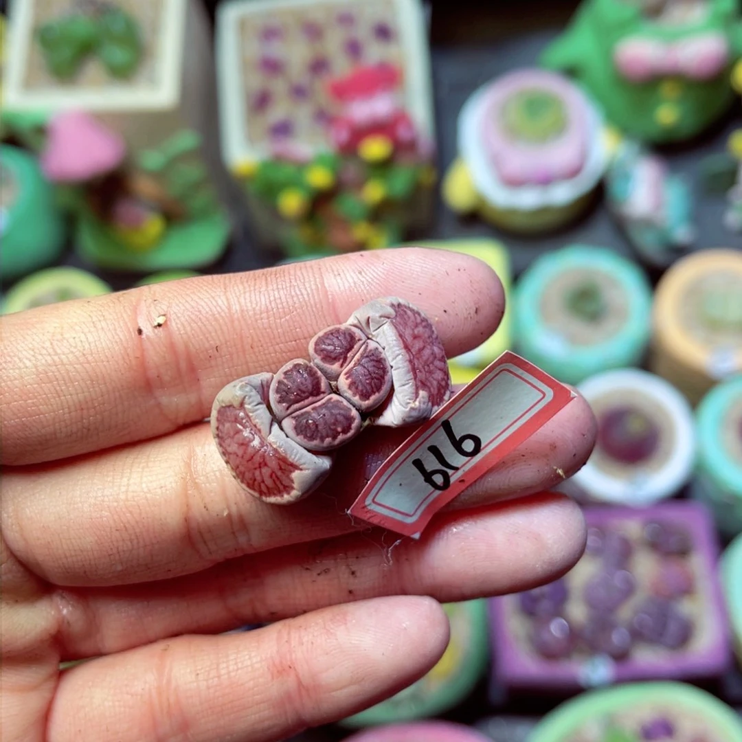 616生石花带盆发