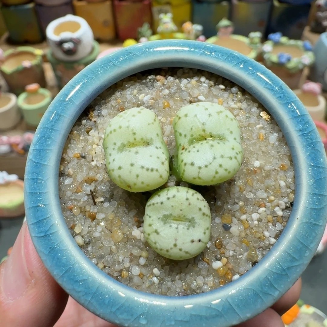蘑菇1290安贞多肉植物