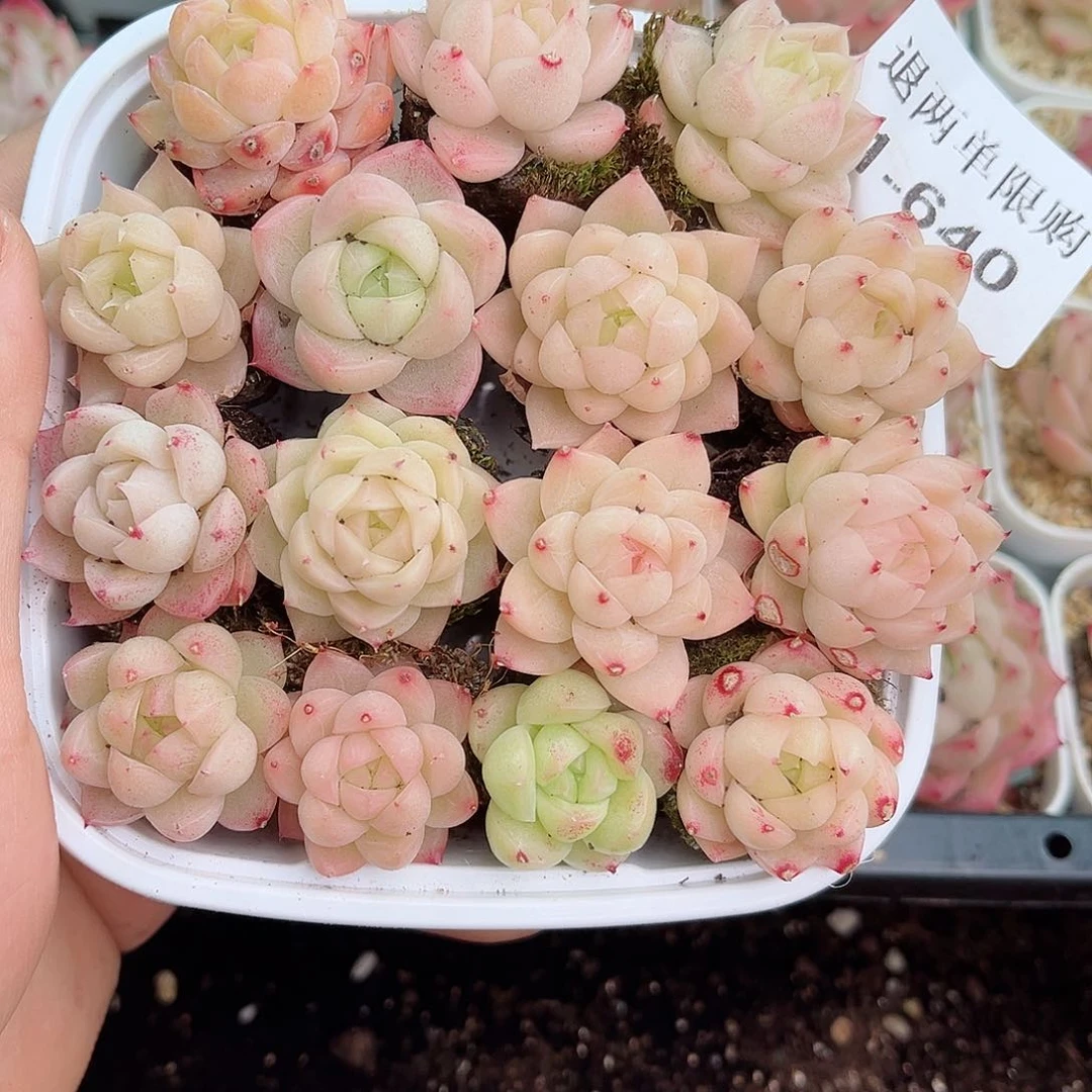 1-640 新疆西藏内蒙不发12.8包邮2-3公分多肉