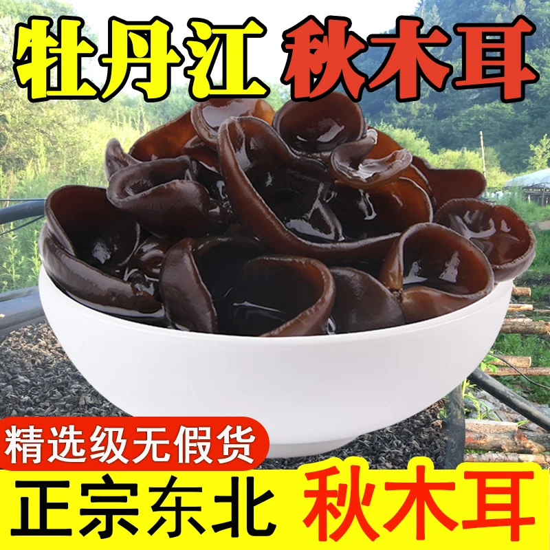 东北特产秋木耳肉厚无根绿色健康深山珍品秋木耳