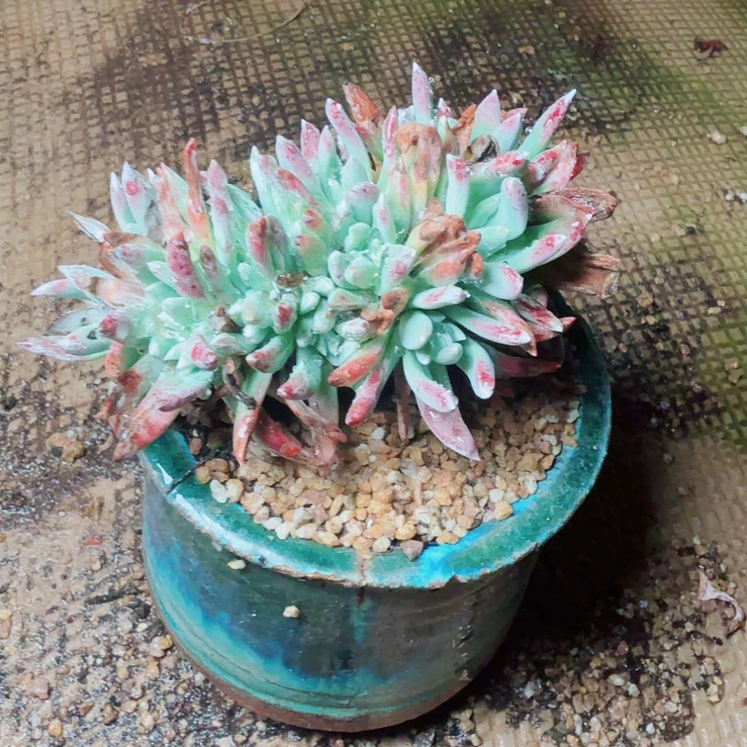 6592刘丹白菊多肉