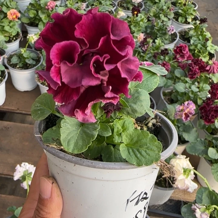 做***子无花朵角堇小苗一物一拍