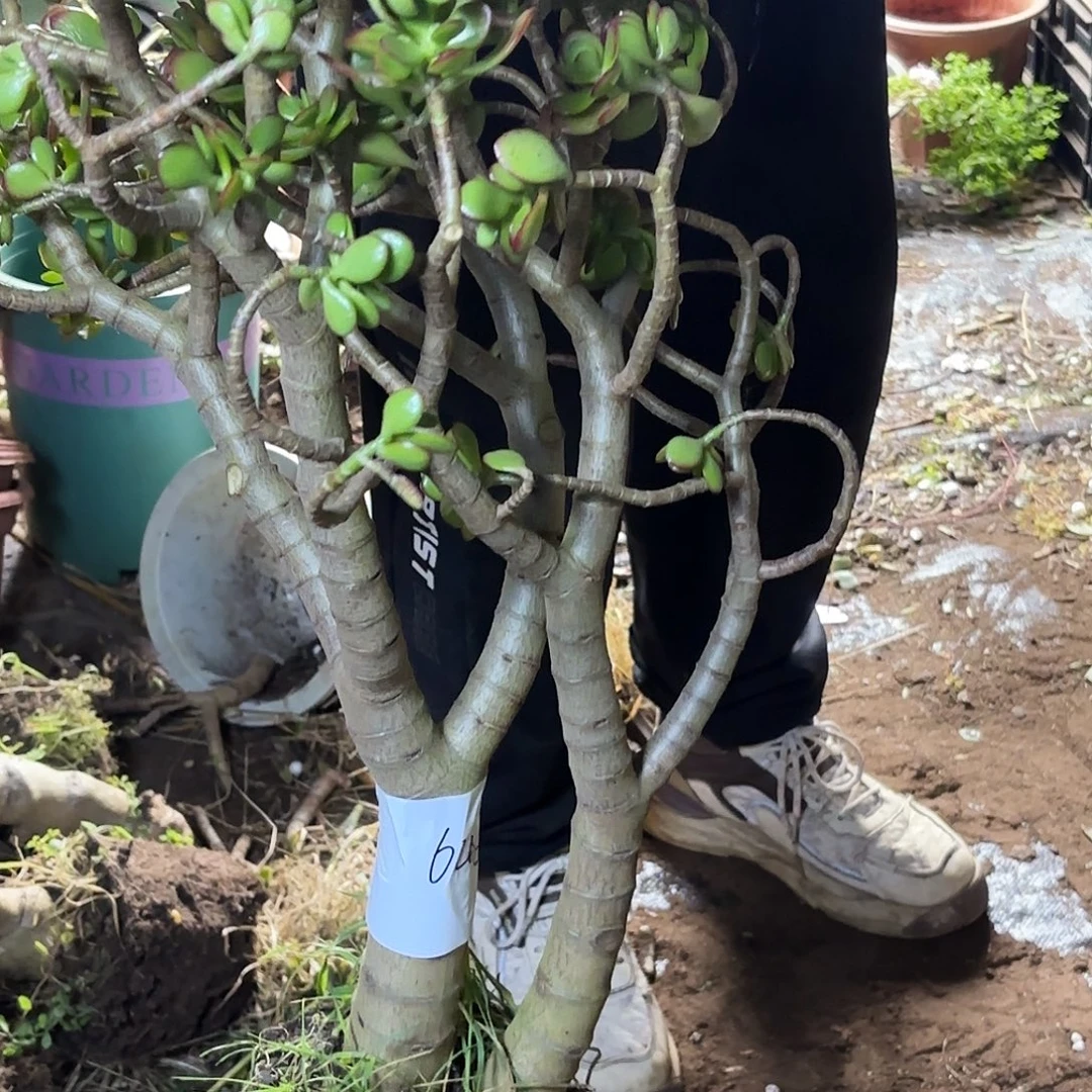 -***白6483姬红花月带土球发货不售后