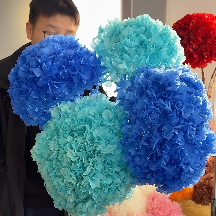 漂色大叶绣球4枝 天空2 尼蓝2