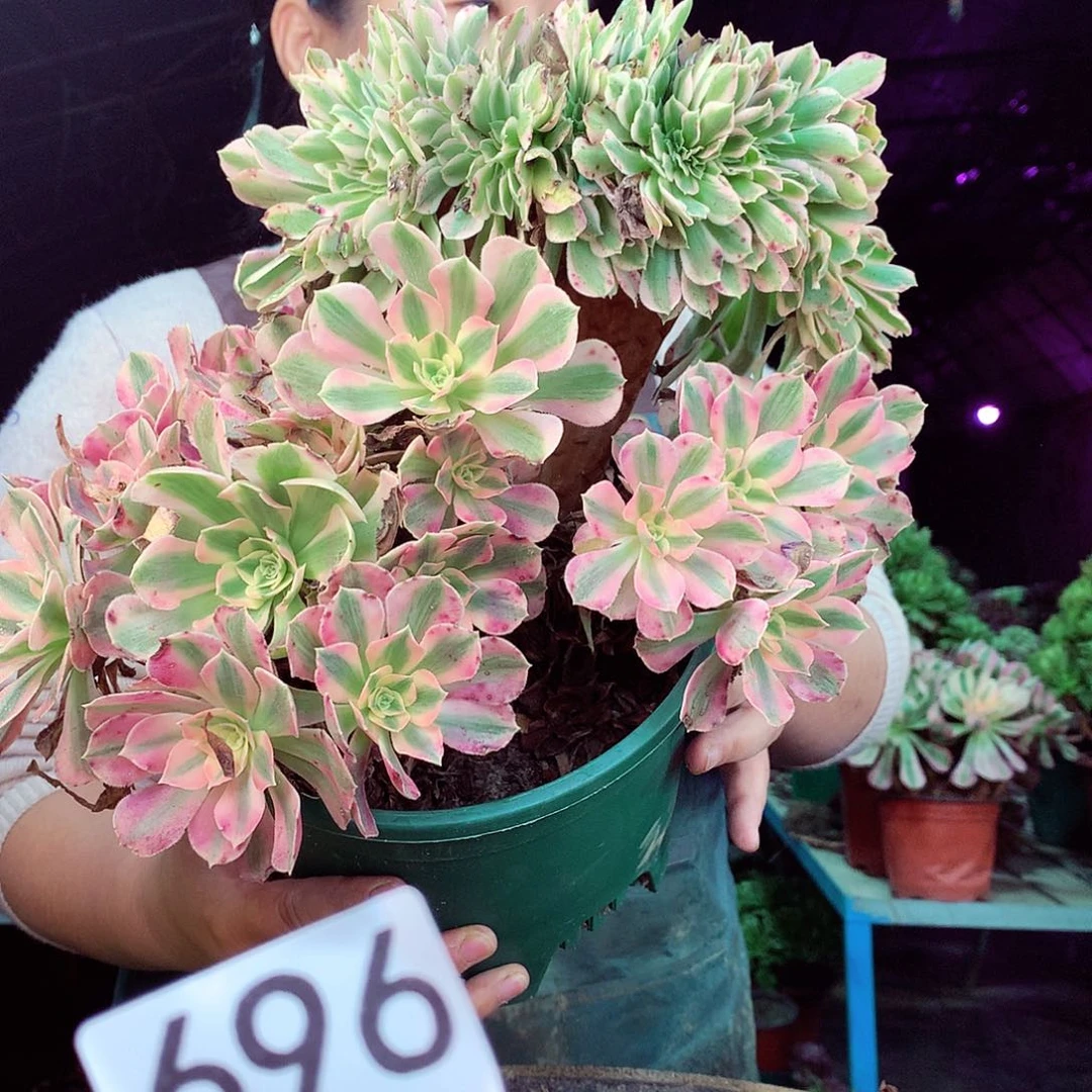 柒柒精品多肉脱土发货不包断侧枝696