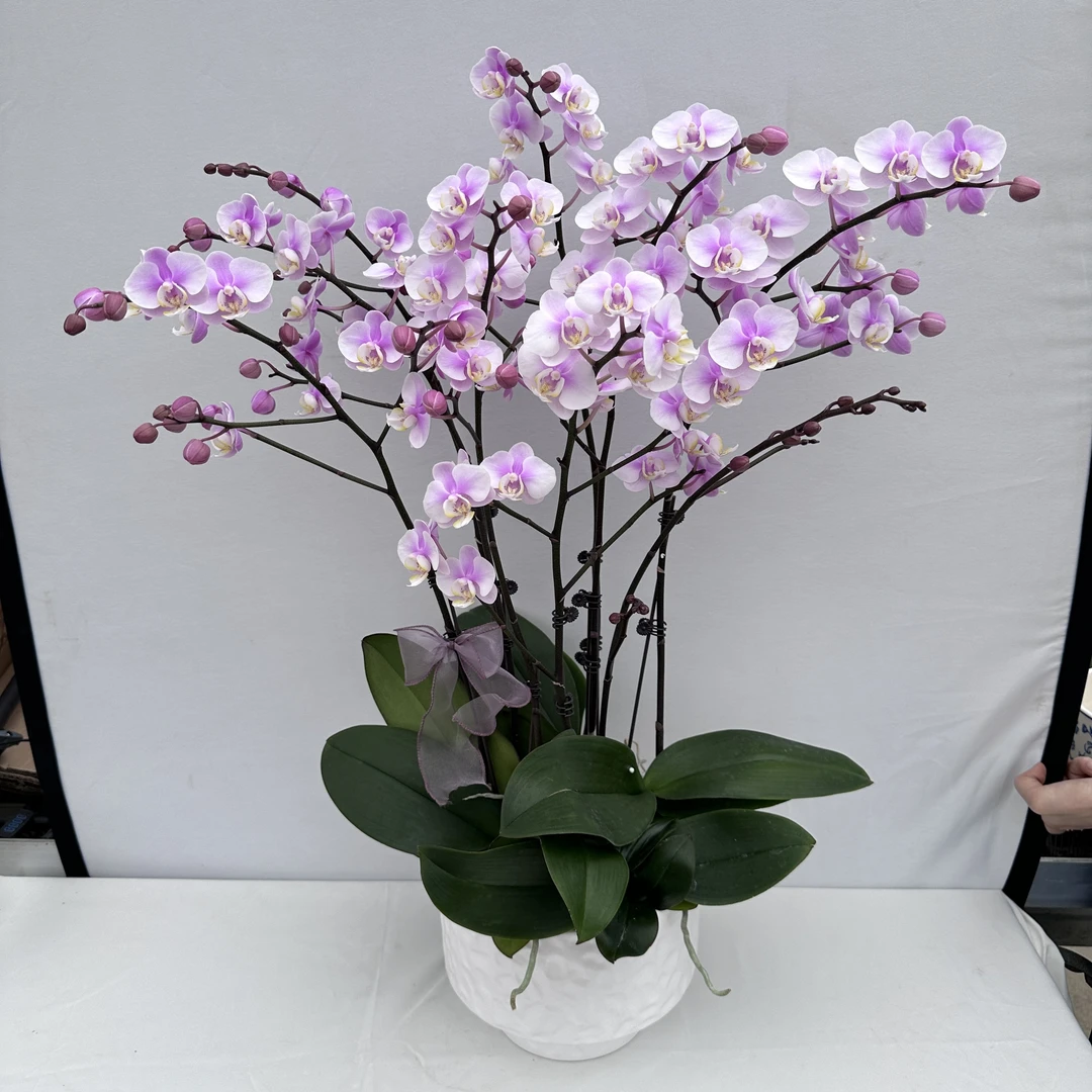 蝴蝶兰【小梅花】 粉色系小花 带香味耐摆耐开室内客厅盆栽花卉绿植