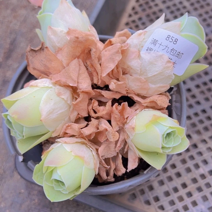 858 裸根不带土发货不包损