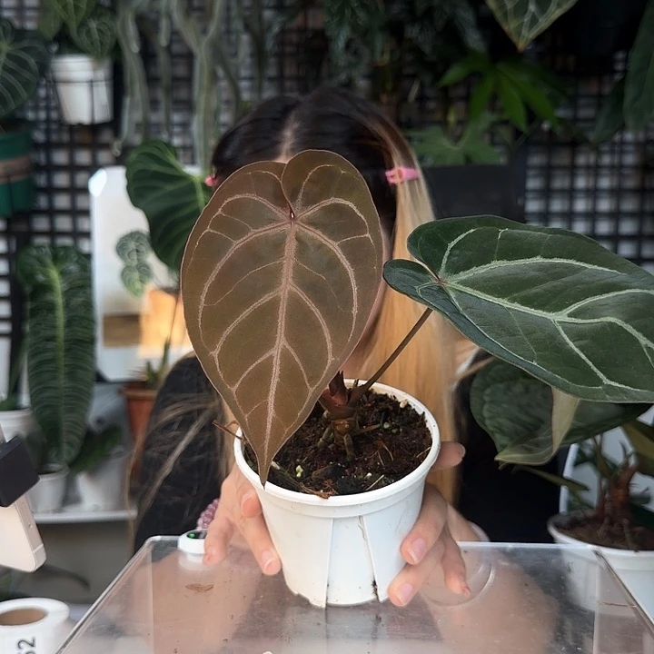 完全开放紫水晶杂流星O52