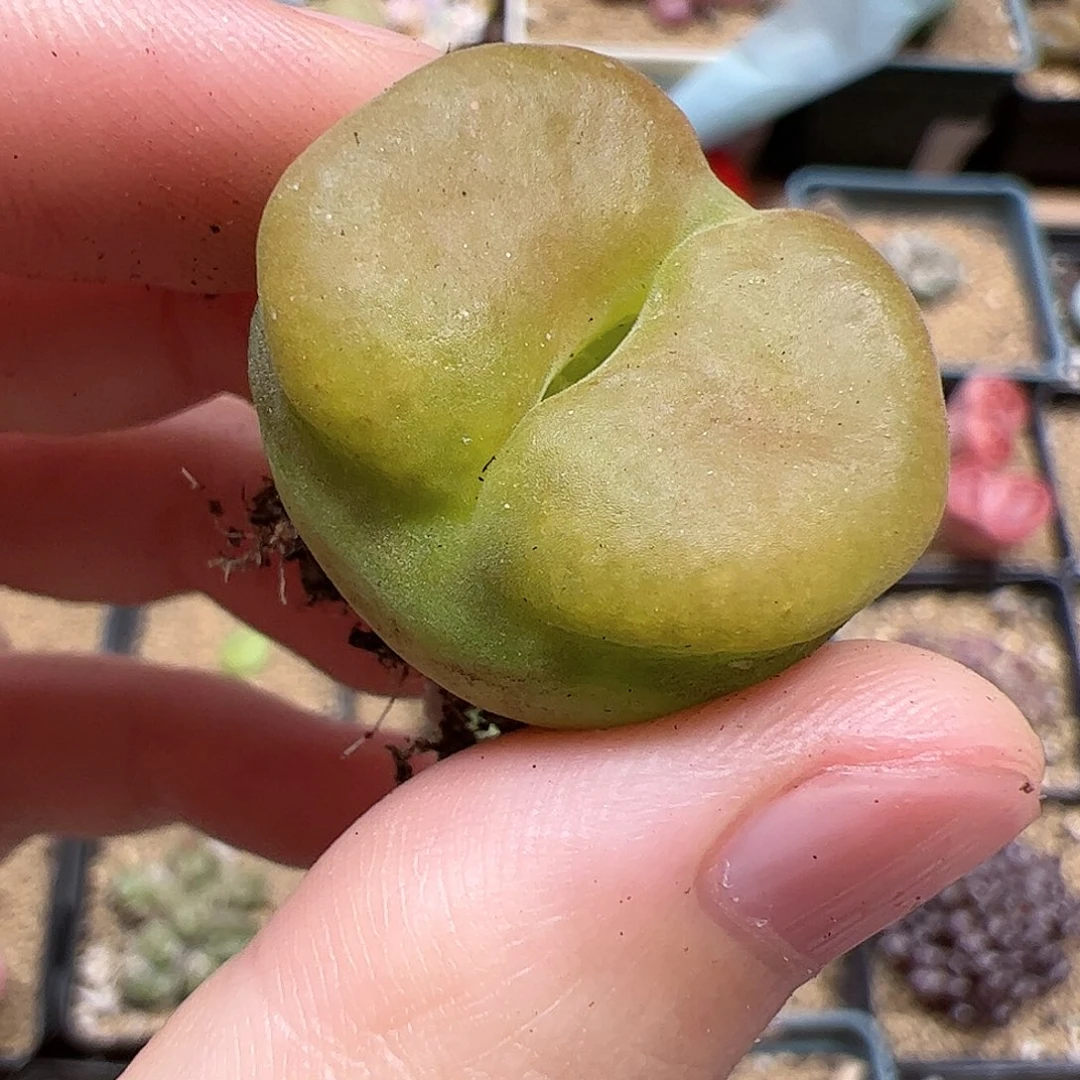【闪购商品】366 水蜜桃