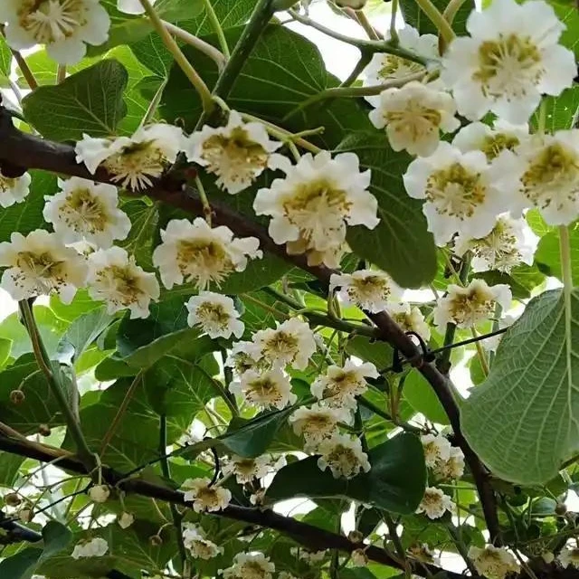 一物一拍盆栽地栽植物