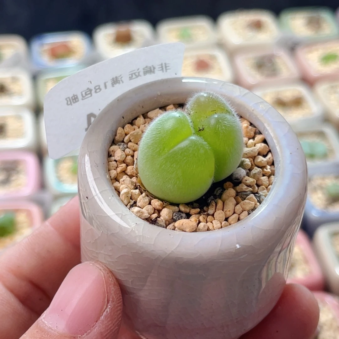 无花朵1254--一物一拍 带盆