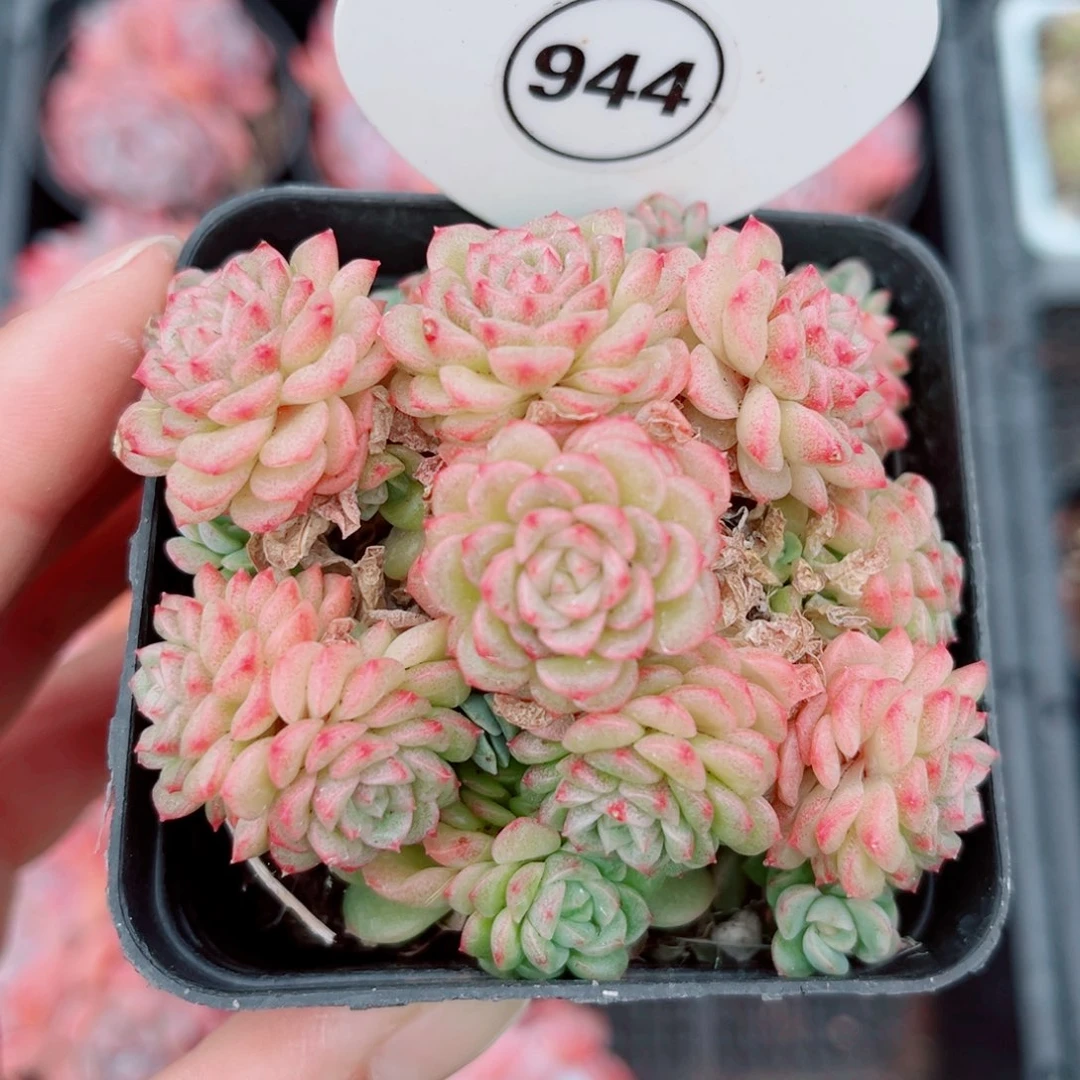 944号小老桩麦秆群