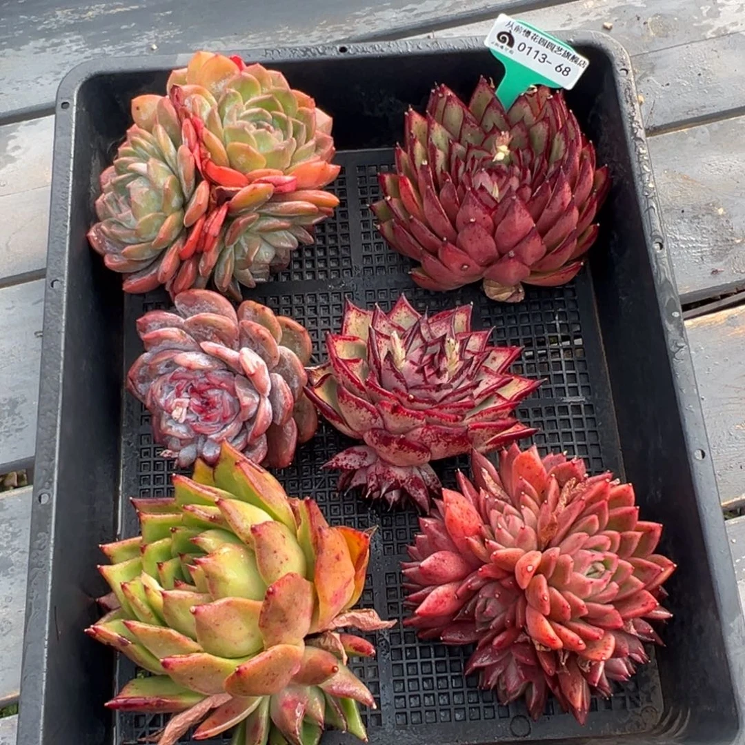 从前慢多肉精选编号0113.68