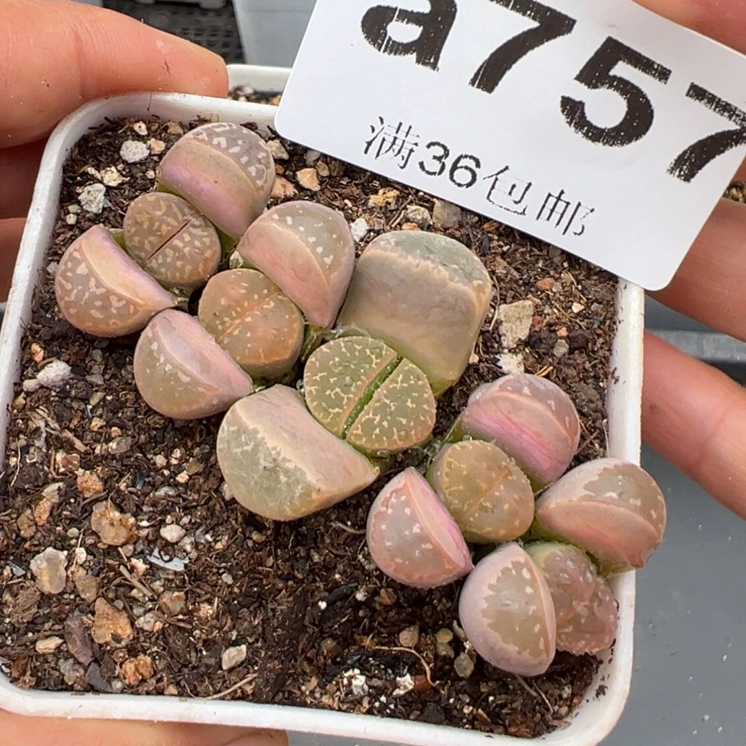 2.7好看的多肉757