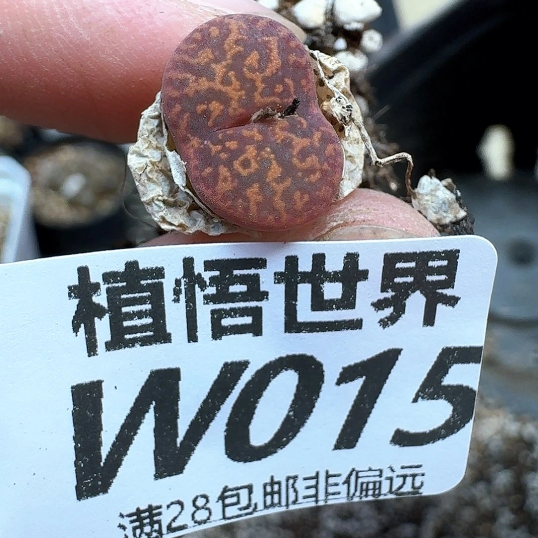 多肉植物多肉植物dgv