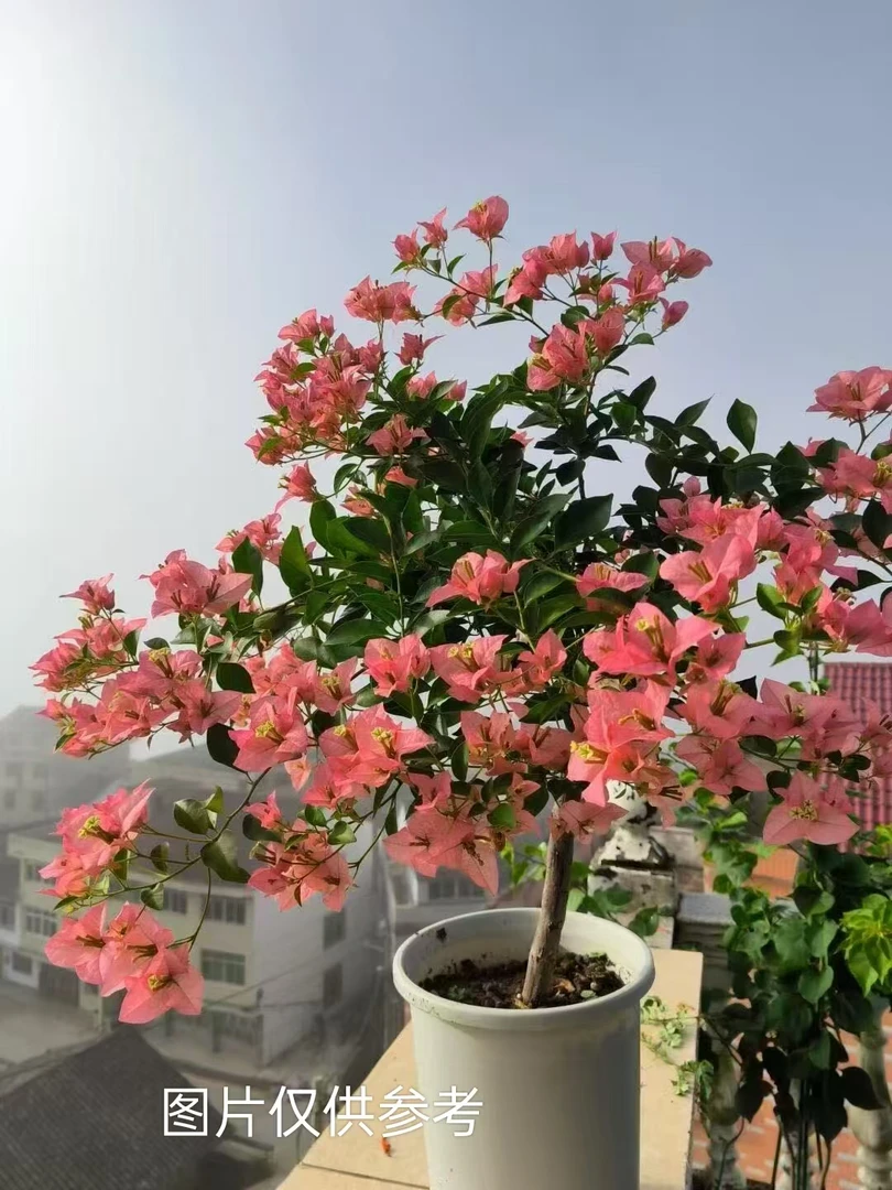 8【卡亚塔】【终身包对版】三角梅四季开花爬藤飘枝好养护【无售后】