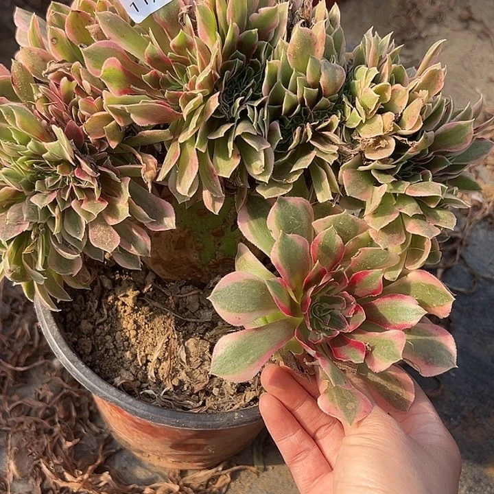 11.2-37女神缀多肉植物1