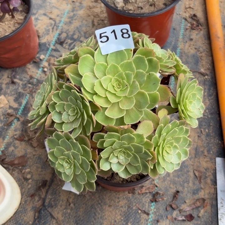 莲花座多肉植物不包损518